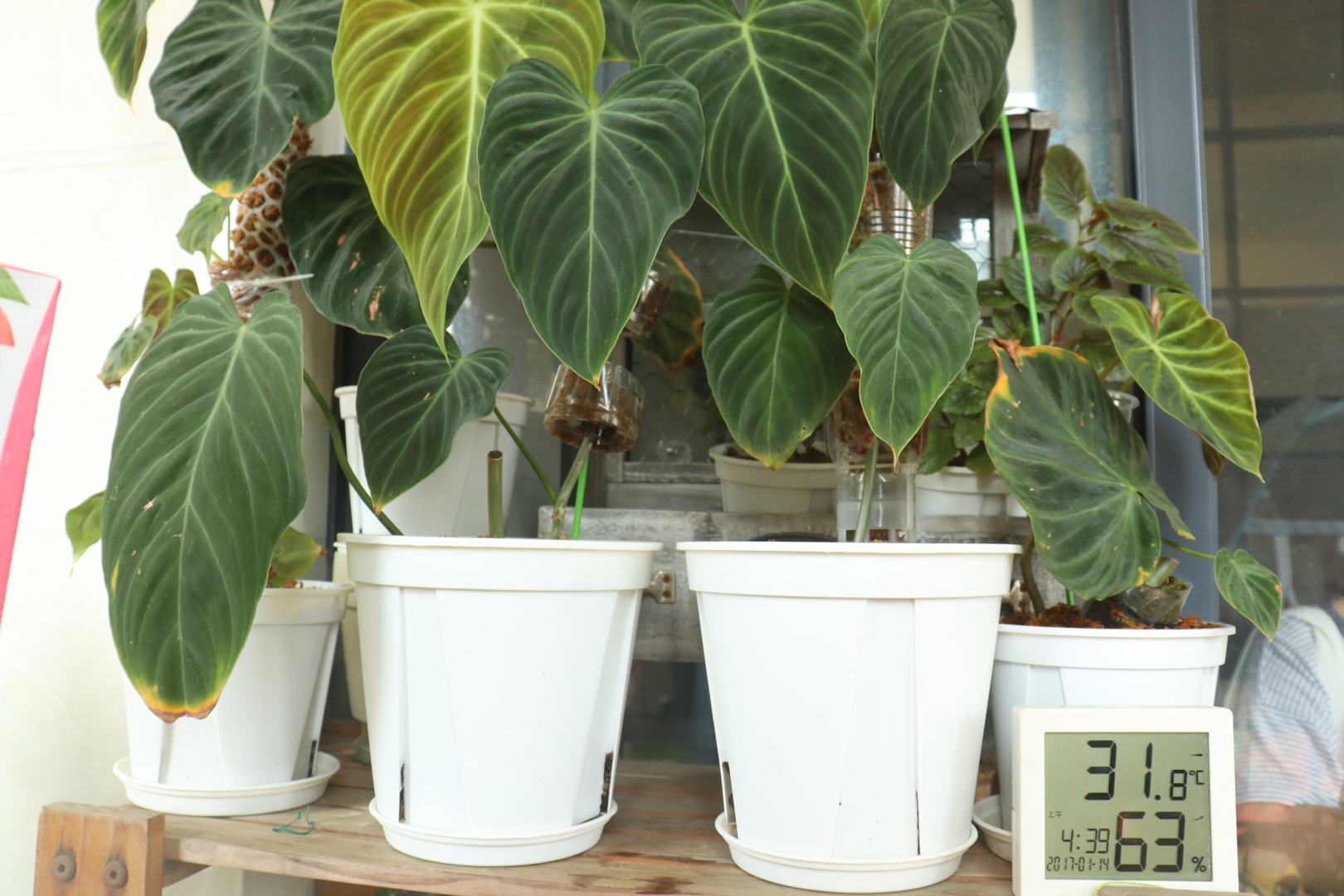 他在5㎡的陽(yáng)臺(tái)種了100盆綠植，打造逃離夏日的小森林