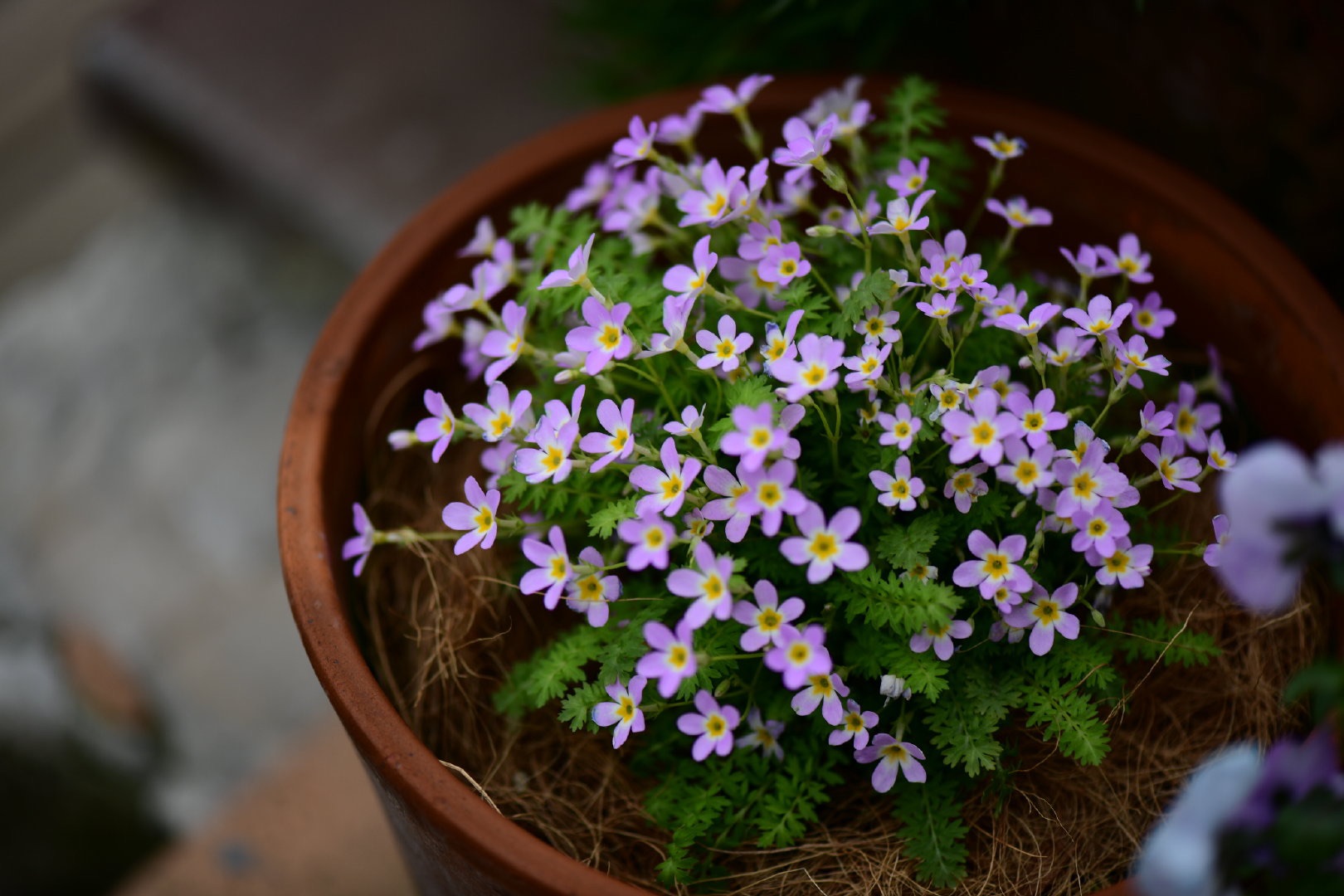 自帶仙氣的爆花小可愛，早春花園的美麗秘密竟然是它！