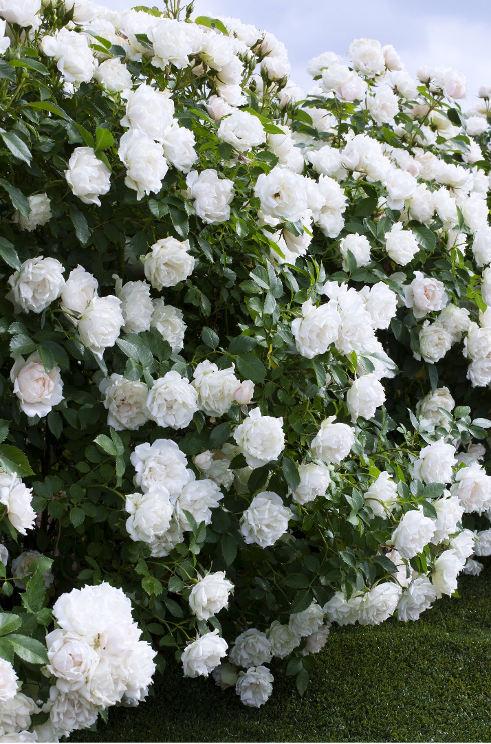 玫昂月季新品大盤點：百年企業(yè)，出手即王炸！