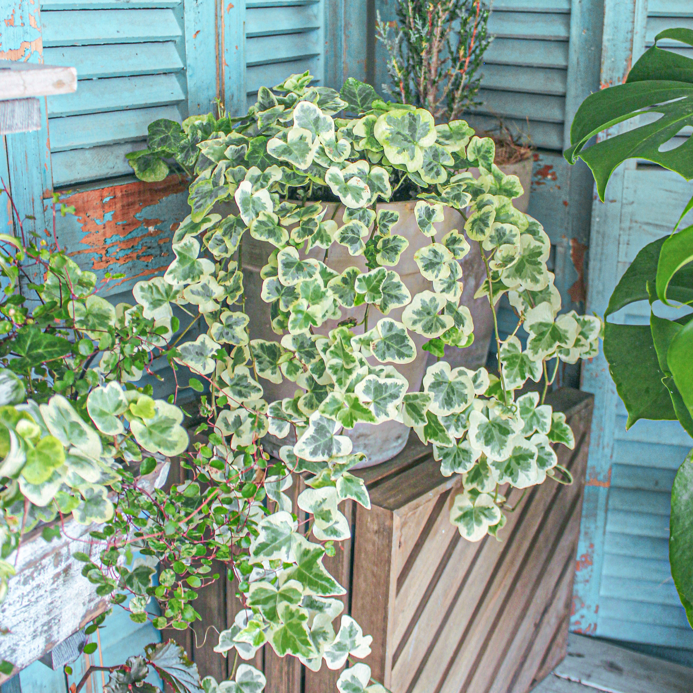 葉比花美！最好養(yǎng)的白錦植物竟然是它！