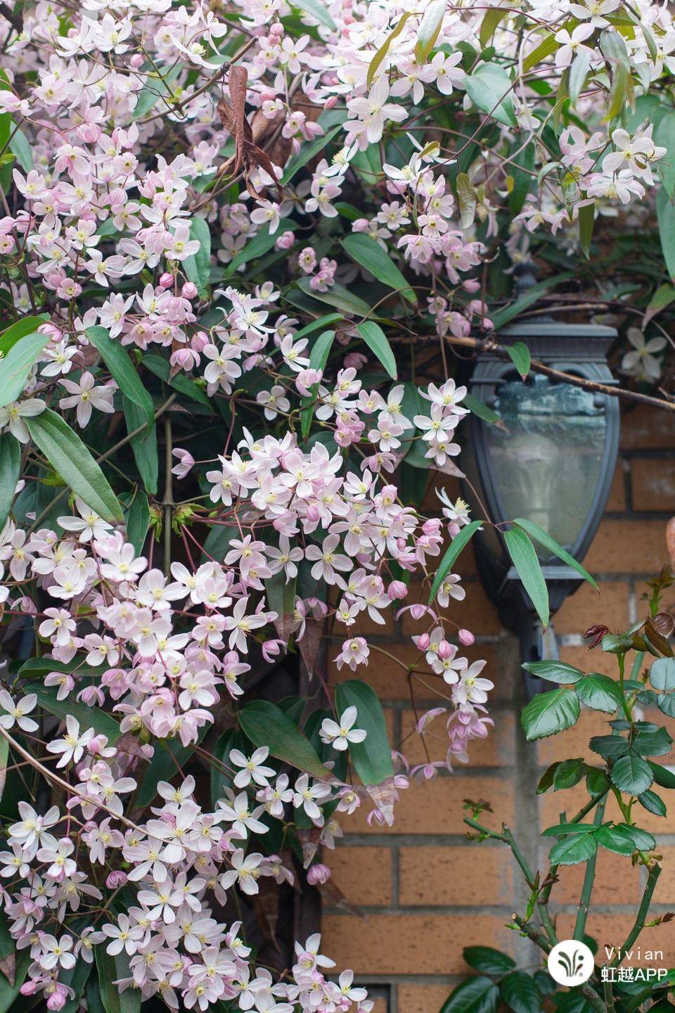 想把花養(yǎng)成精？得先學(xué)會在垃圾里‘淘金’！