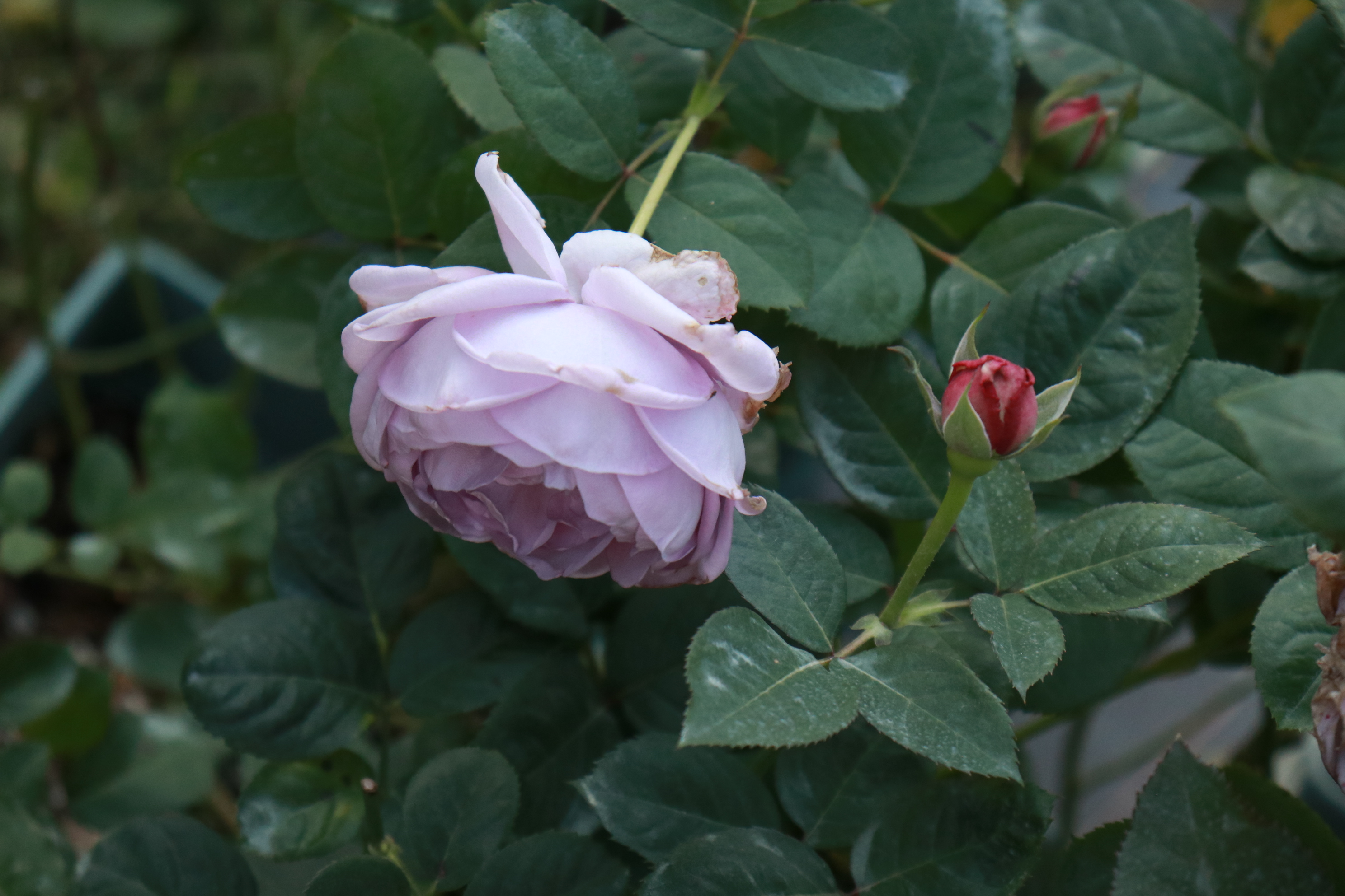 你的月季抹芽了嗎？