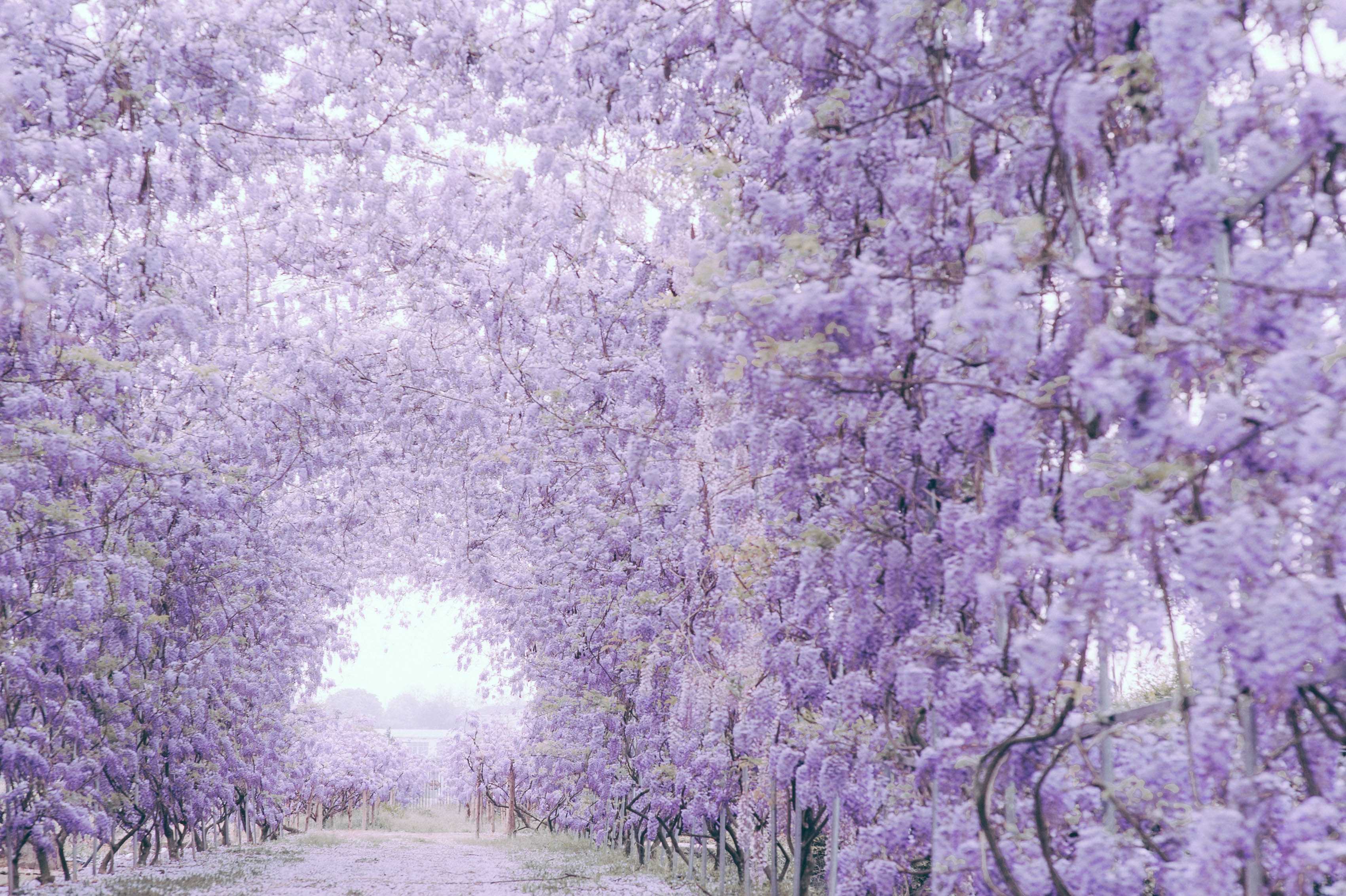 花開如瀑普羅旺斯，送你一個燦若云霞的春天