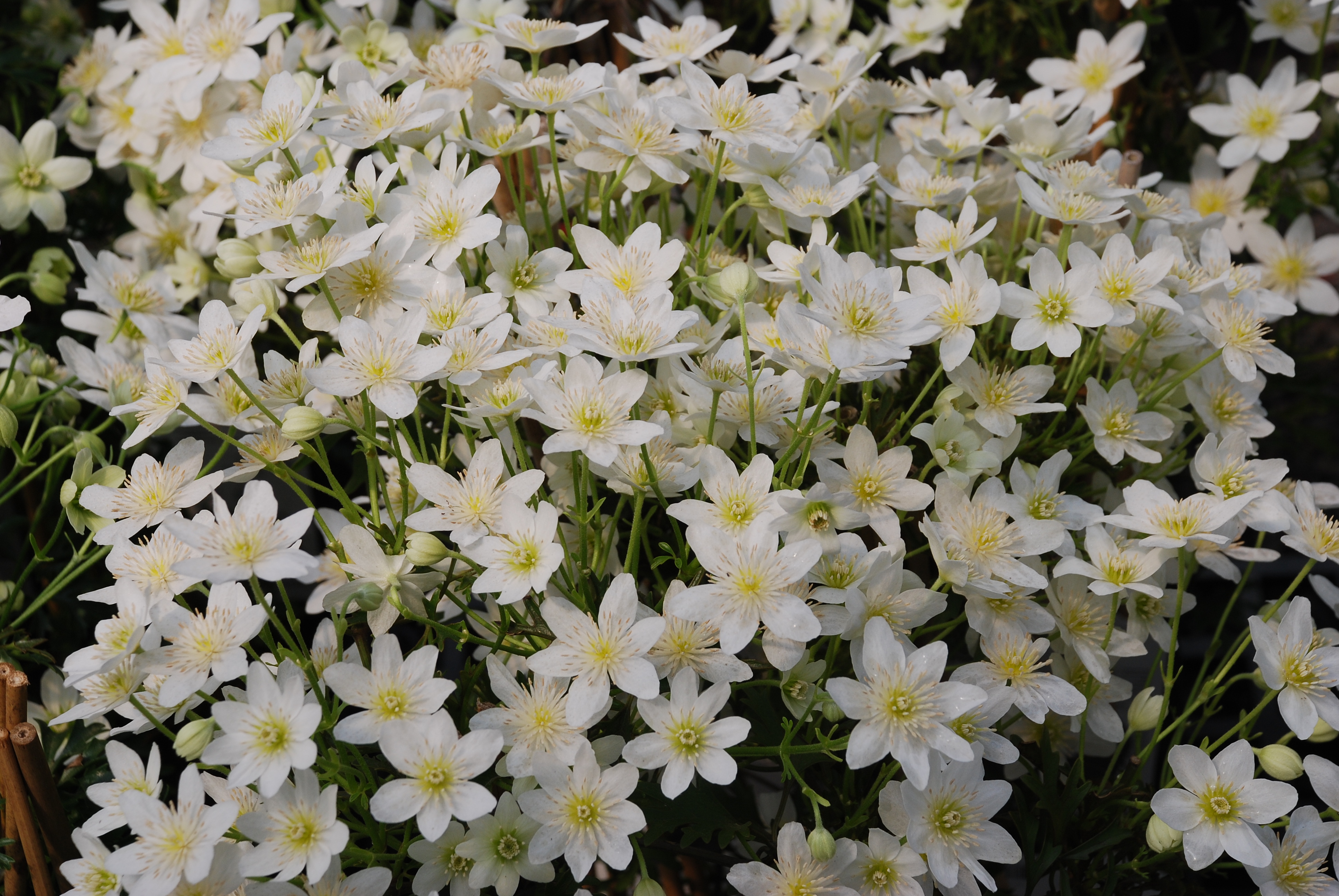 都2022年啦，“美”要勇敢曬出來！鐵線蓮比美大賽又又又來了