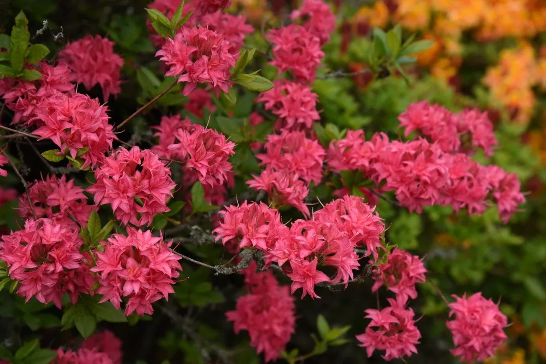 美到沒朋友的落葉杜鵑，種下就成傳家寶！