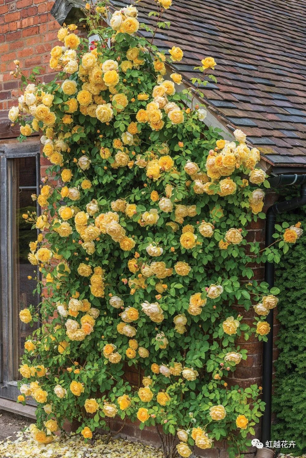 2000多年了，我們怎么還是這么喜歡玫瑰？