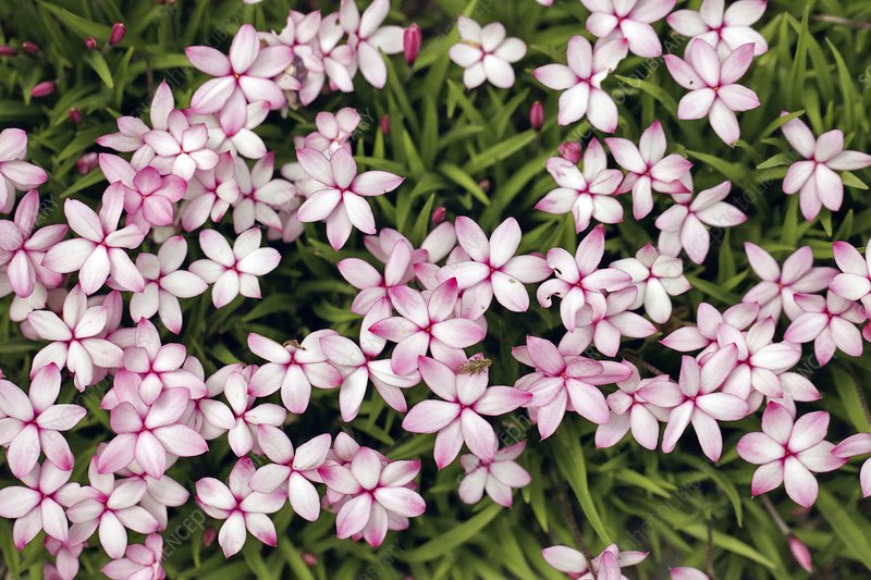 僅需一盆櫻茅，就能獲得‘野趣花園’的最正確打開方式！