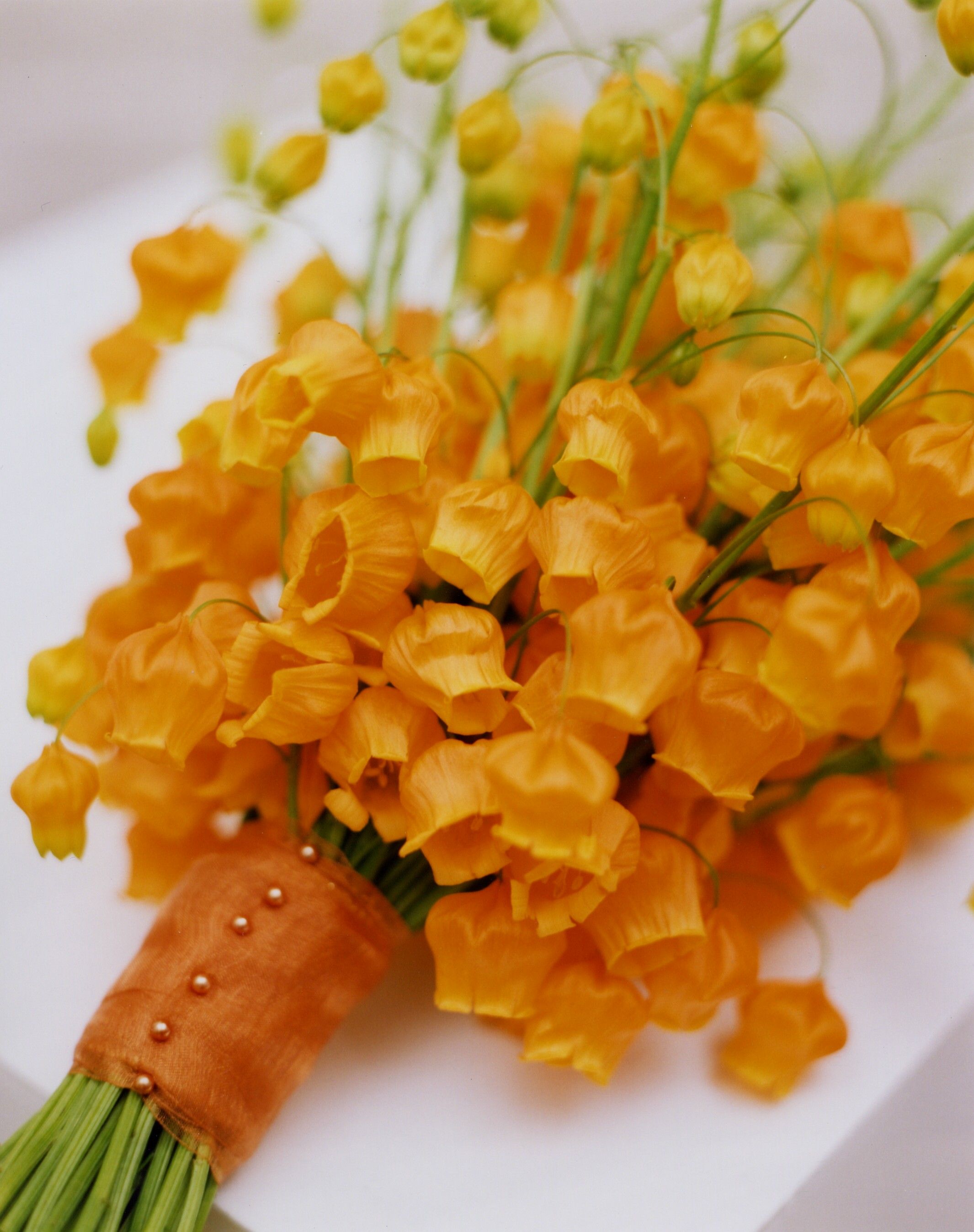 花開即出小燈籠的‘百合’，美得就像一幅畫！