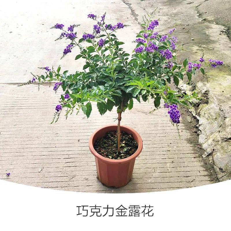 金露花 | 人間巧克力，開花時隔壁小孩要饞哭