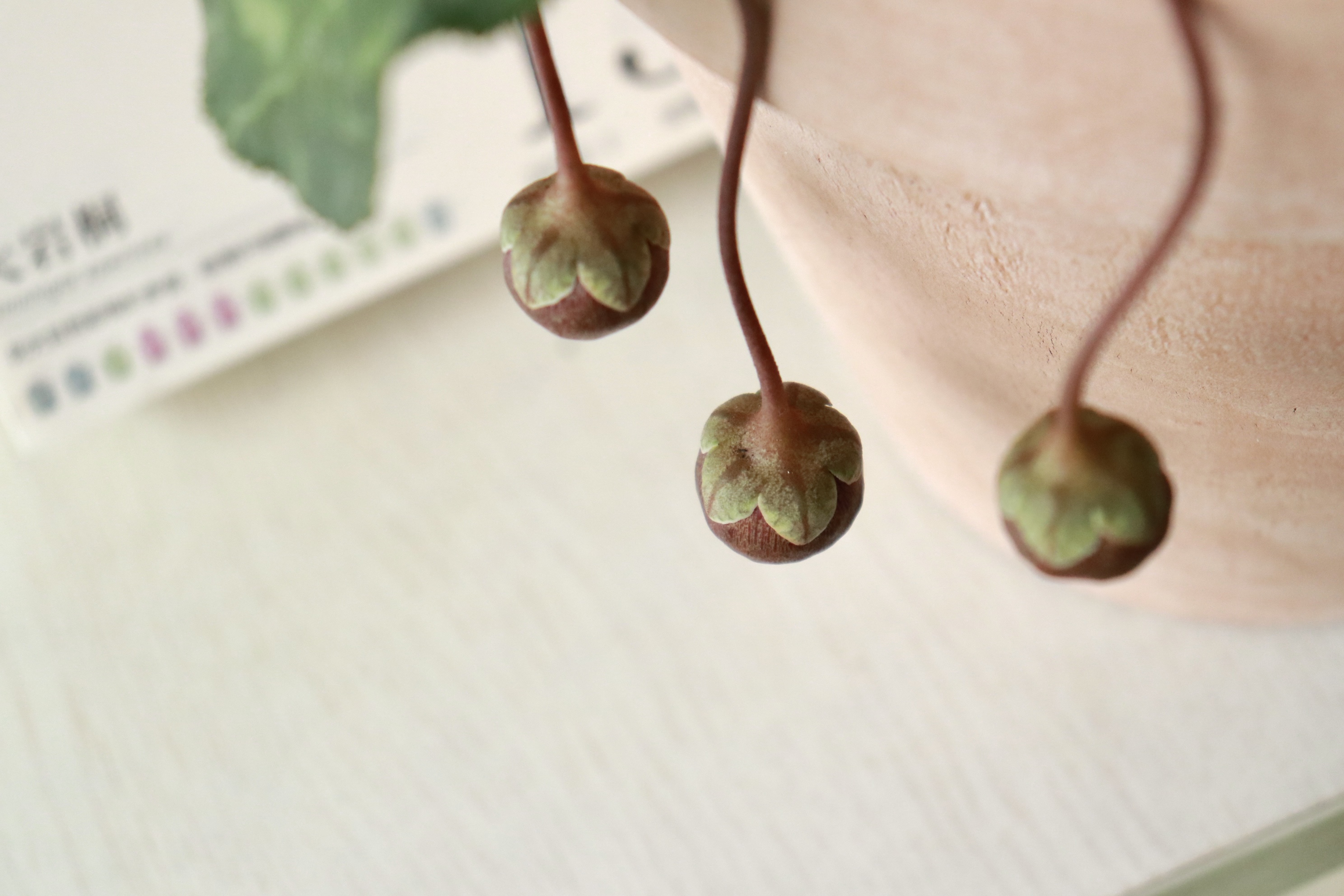 騙倒99%的人的神秘種子，竟然來(lái)自于人手一盆的它！