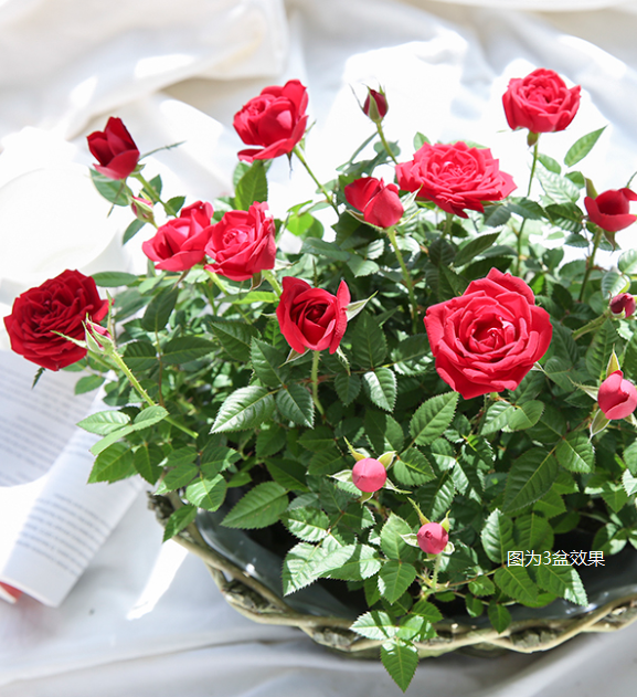 9.9元就能實(shí)現(xiàn)的玫瑰自由，究竟有多快樂！
