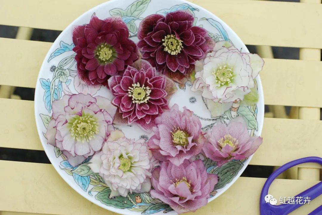 除了名字簡直完美的鐵筷子，人間仙女花就是她吧！