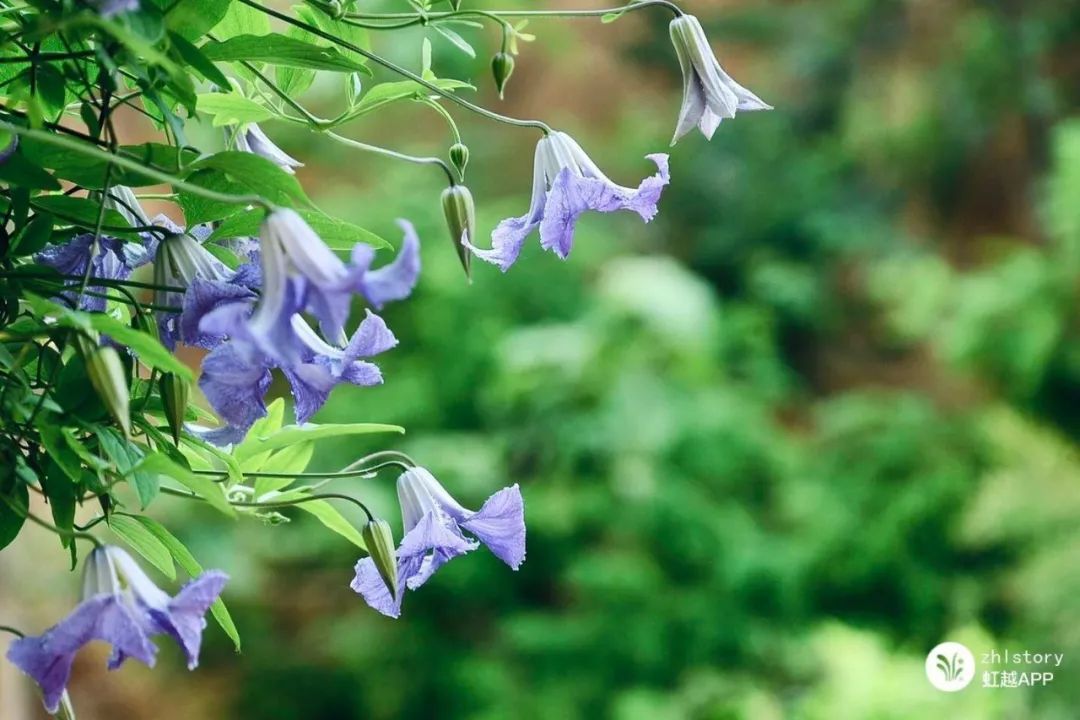 越熱越爆花的絕世小可愛！這款鐵線蓮真的很上頭