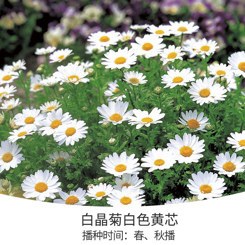 花開堆成雪，不可錯失的春日小晴朗上線啦！