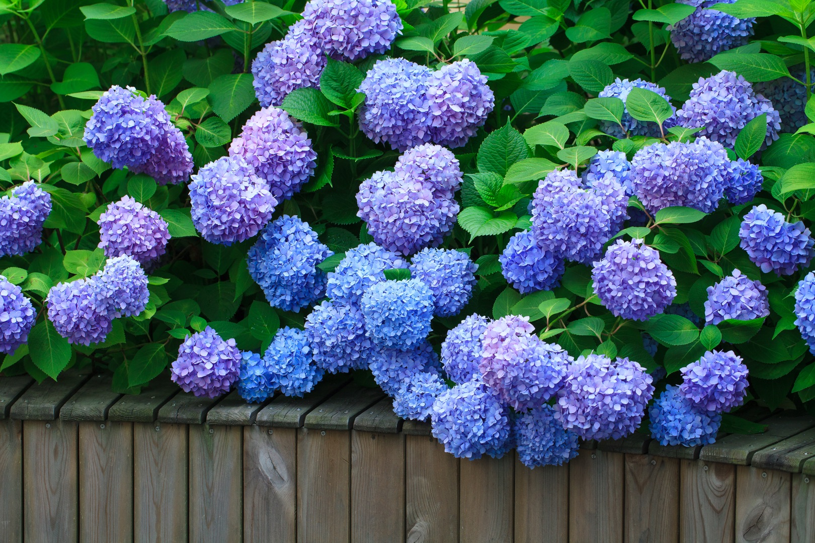 從400元1盆到4元1斤，無(wú)盡夏真的跌下神壇了么？