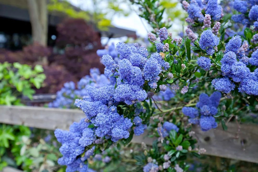 繡球變得毛絨絨時(shí)，就成了美到飛起的美洲茶