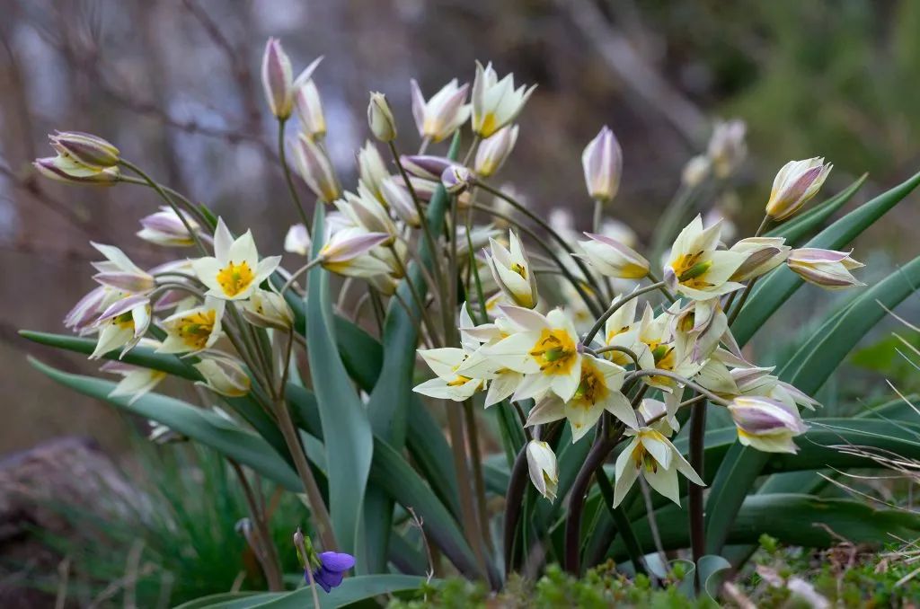 ‘平平無奇’小野花，憑什么被稱為中國郁金香？