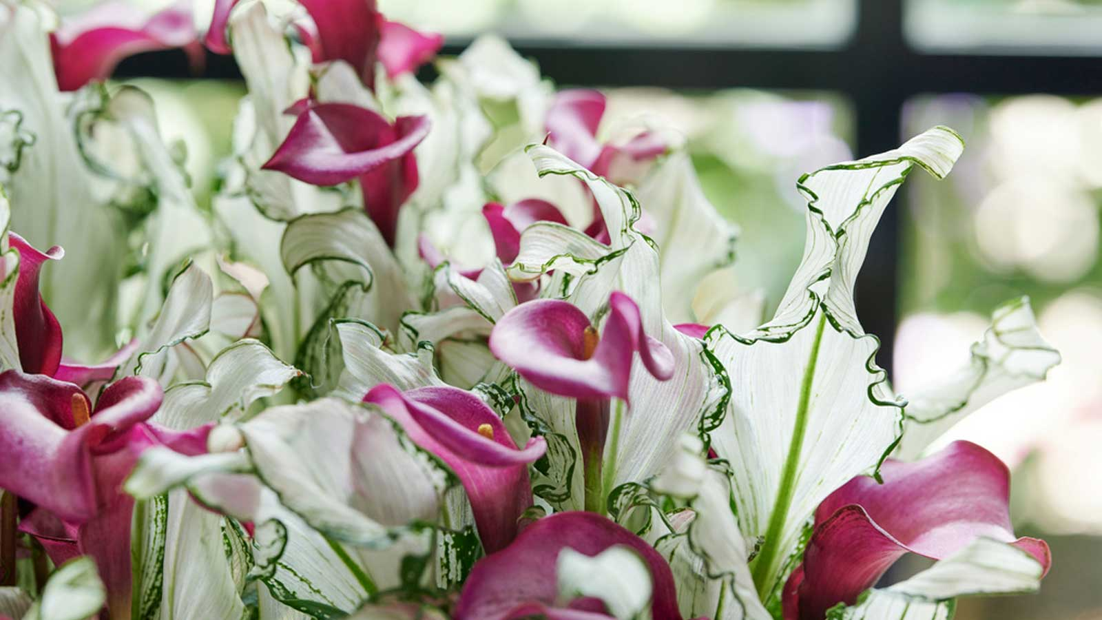 葉比花美，仙到?jīng)]朋友的‘冰雪女王’驚艷上線！