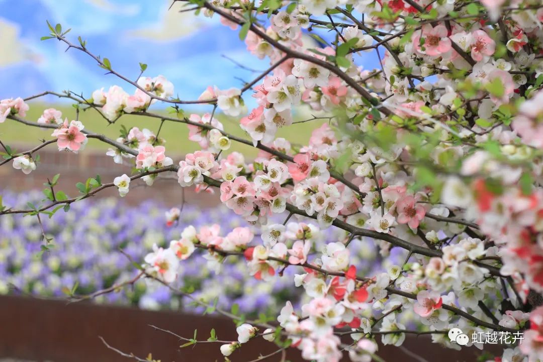 不出意外，又到虹越最美的時(shí)候了！