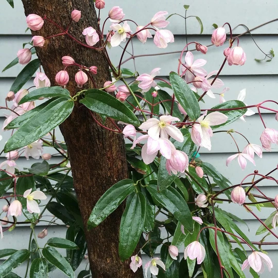 打造一面超級爆花的夢幻花墻！