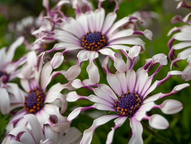 奇特小眾，宛如‘天外來客’的藍目菊，究竟有多可愛？