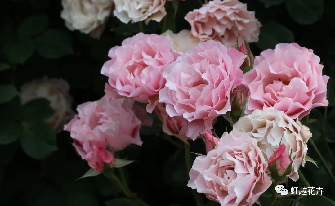 14個(gè)絕美品種！這家世界級(jí)月季終于上新了！