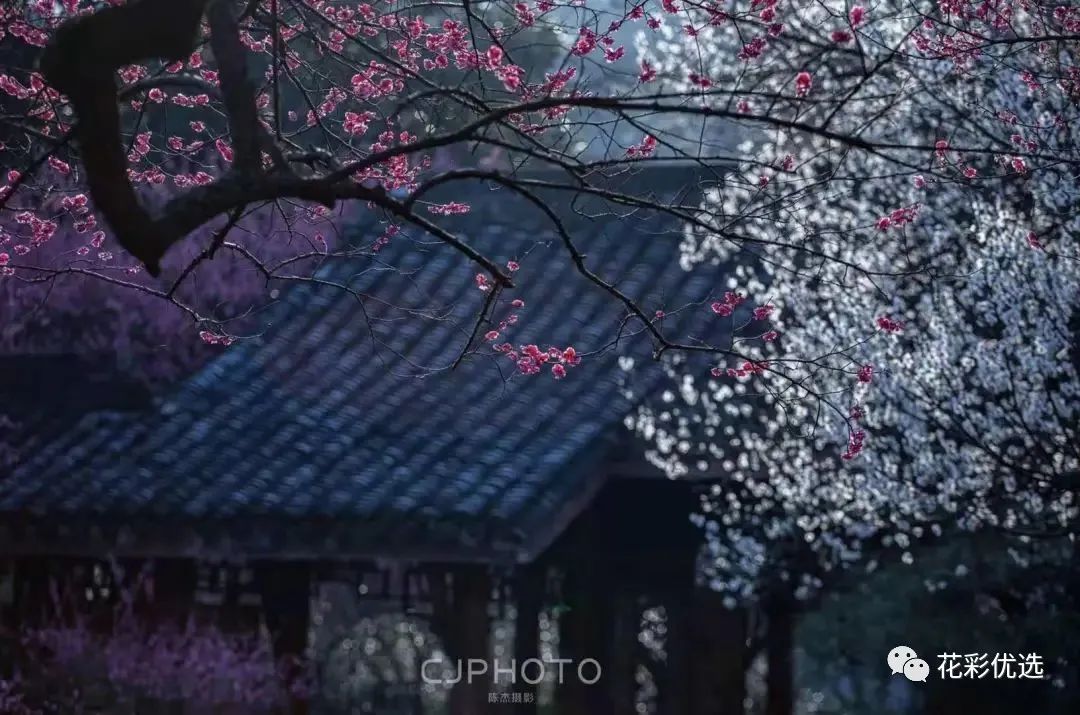 這幾種花都分不清楚，春天都不好意思出門了！