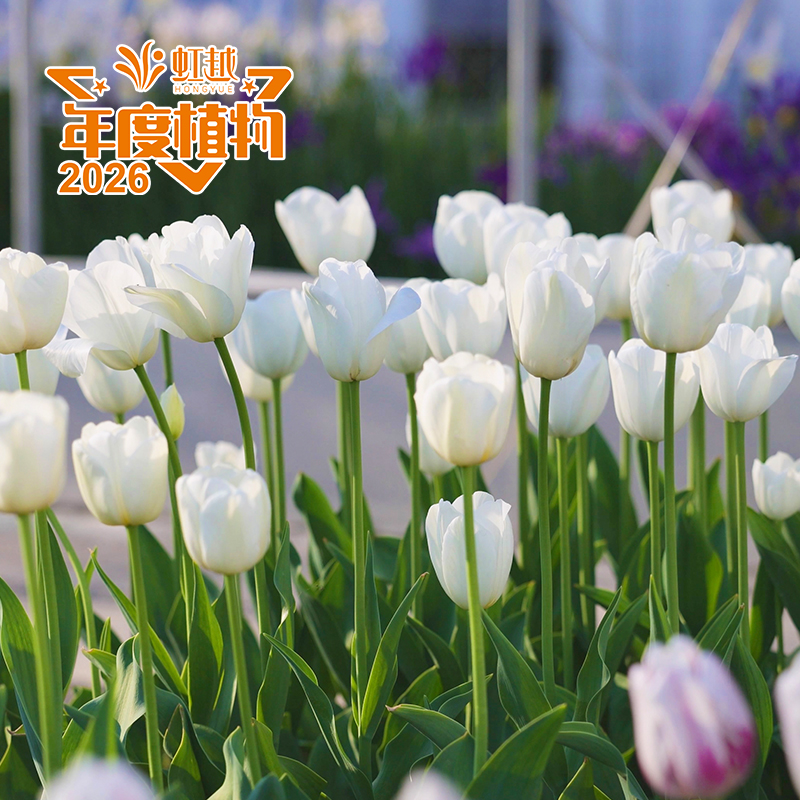 麗彩?郁金香‘白雪公主’