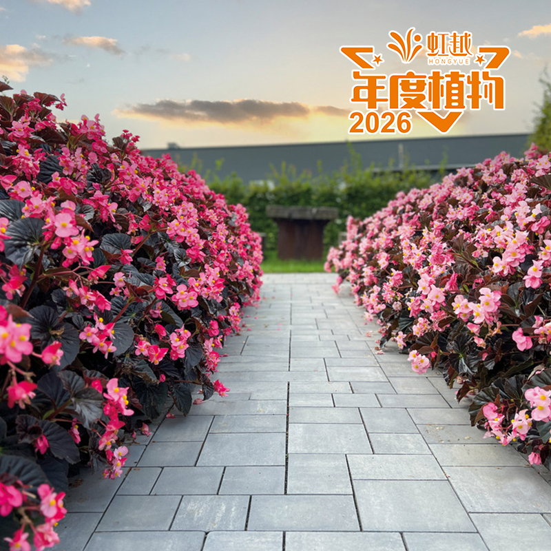 虹越?秋海棠‘巨石陣’